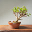 Dwarf Jade Bonsai #1261