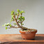 Dwarf Jade Bonsai #1262