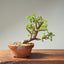 Dwarf Jade Bonsai #1262