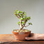 Dwarf Jade Bonsai #1262