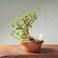 Dwarf Jade Bonsai #1262