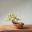 Dwarf Jade Bonsai #1263