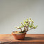 Dwarf Jade Bonsai #1263