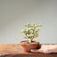 Dwarf Jade Bonsai #1263