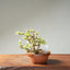Dwarf Jade Bonsai #1263