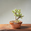 Dwarf Jade Bonsai #1264
