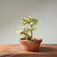 Dwarf Jade Bonsai #1264