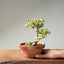 Dwarf Jade Bonsai #1264
