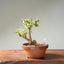 Dwarf Jade Bonsai #1264