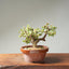 Dwarf Jade Bonsai #1265