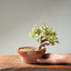 Dwarf Jade Bonsai #1265