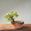 Dwarf Jade Bonsai #1265
