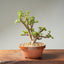 Dwarf Jade Bonsai #1266