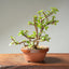 Dwarf Jade Bonsai #1266