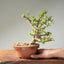 Dwarf Jade Bonsai #1266