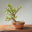 Dwarf Jade Bonsai #1266