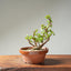 Dwarf Jade Bonsai #1267