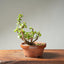Dwarf Jade Bonsai #1267