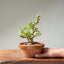 Dwarf Jade Bonsai #1267