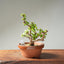 Dwarf Jade Bonsai #1267