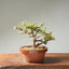 Dwarf Jade Bonsai #1268