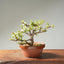 Dwarf Jade Bonsai #1268