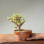 Dwarf Jade Bonsai #1268