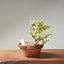 Dwarf Jade Bonsai #1268