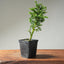 Japanese Cedar Starters - Cryptomeria