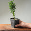 Japanese Cedar Starters - Cryptomeria