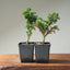 Japanese Cedar Starters - Cryptomeria