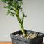 Japanese Cedar Starters - Cryptomeria