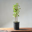 Trident Maple Clump Bonsai #1269