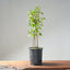 Trident Maple Clump Bonsai #1269