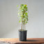 Trident Maple Clump Bonsai #1269