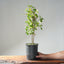 Trident Maple Clump Bonsai #1269