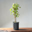 Trident Maple Clump Bonsai #1270