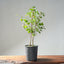 Trident Maple Clump Bonsai #1270