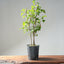 Trident Maple Clump Bonsai #1270