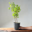 Trident Maple Clump Bonsai #1270