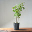 Trident Maple Clump Bonsai #1271