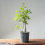 Trident Maple Clump Bonsai #1271
