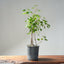 Trident Maple Clump Bonsai #1271