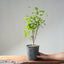 Trident Maple Clump Bonsai #1271