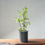 Trident Maple Clump Bonsai #1272