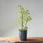 Trident Maple Clump Bonsai #1272