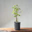 Trident Maple Clump Bonsai #1272