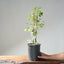 Trident Maple Clump Bonsai #1272