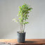 Trident Maple Clump Bonsai #1273