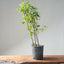 Trident Maple Clump Bonsai #1273